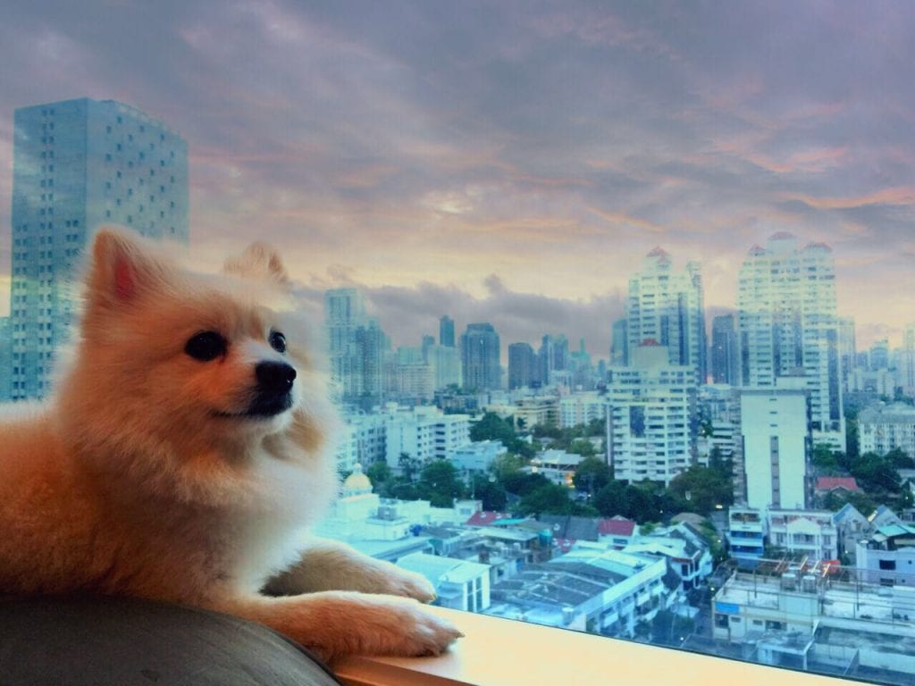 Pet Friendly Accommodation in Thonglor