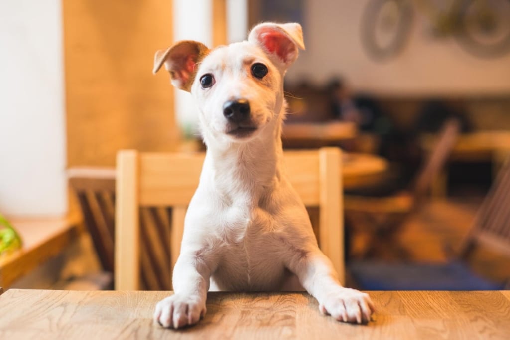 Pet-Friendly Accommodation Thong Lor