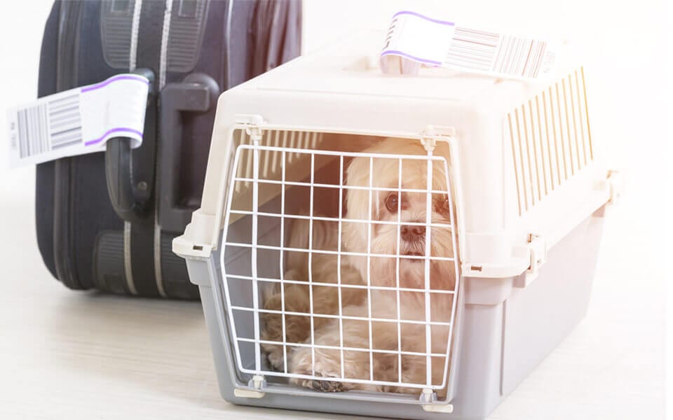 pets to Thailand